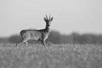 Monoculaire Digital Night Vision IR - Luna optics