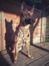 HARNAIS TACTIQUE POUR CHIEN HAUTE RÉSISTANCE
